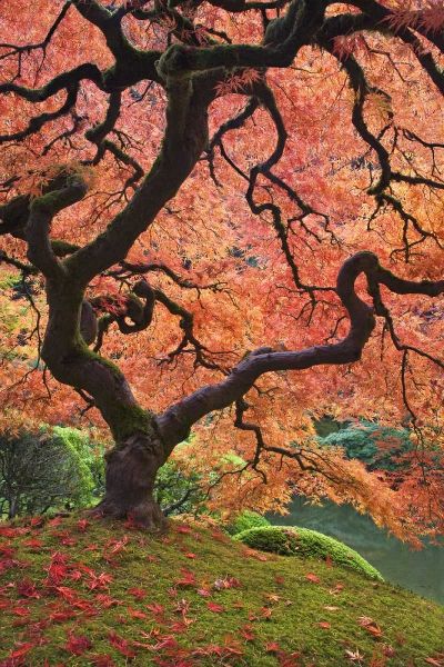 Paulson, Don 아티스트의 OR, Portland Japanese maple trees in autumn작품입니다.